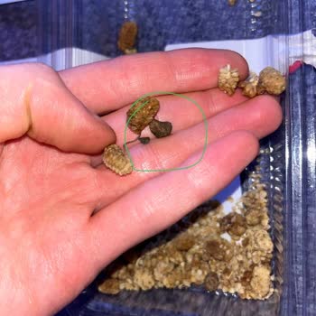 Çitello Kuruyemişleri Ürünlerinin İçerisinden Çıkan Taş, Dişimi Kırdı.