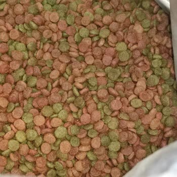 VanCat Kedi Maması Çöpü