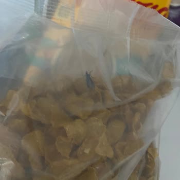 Kellogg's Corn Flakes İçinde Güve Kurt Var