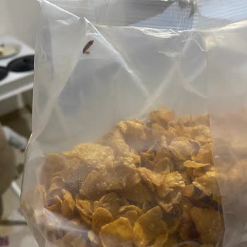 Kellogg's Corn Flakes İçinde Güve Kurt Var