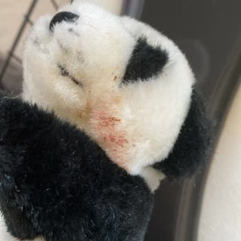 Jungle Petshop Poodle Yavru Satışı