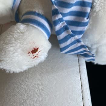 Jungle Petshop Poodle Yavru Satışı