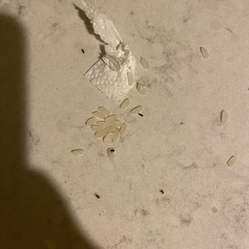 Tat Gıda Tat Marka Pirinçte Kurt Ve Böcekler Çıktı!