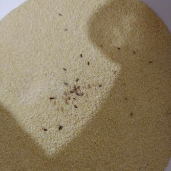 Şok Marketten Aldığım Piyale İrmik Kurtlu Çıktı