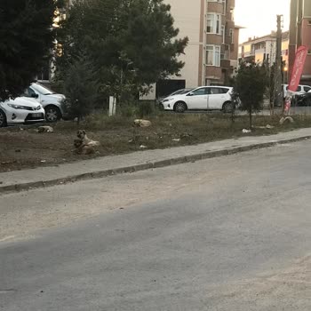 Edirne Belediyesi Başıboş Gezen Köpeklerin Saldırıları
