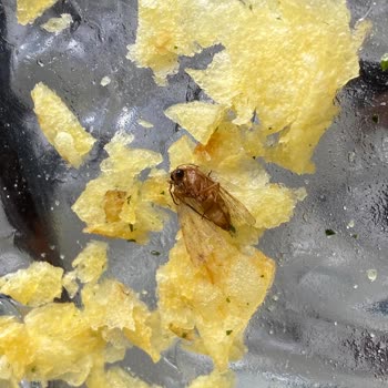 Lays Paketten Böcek Çıkması