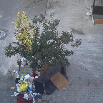 Gaziosmanpaşa Belediyesi Karadeniz Mahallesi Konteynır Sorunu
