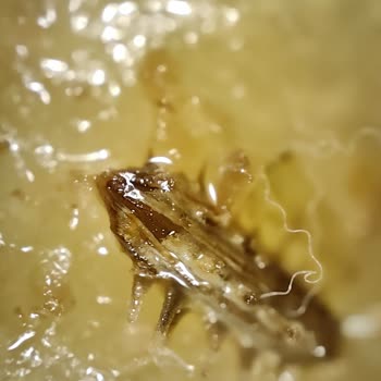 Mor Çilek Catering Böcekli Yemek Veriyor