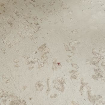 Altaş Halı Yıkama Halılar Kirli Geldi