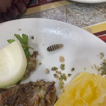 Z&R İşkembe Yemekten Çıkan Kurt