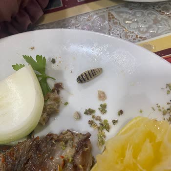 Z&R İşkembe Yemekten Çıkan Kurt