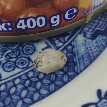 Bizim Vatan Barbunya Pilaki Taş Çıktı