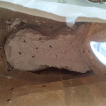 Eriş Un Ürünün İçinden Onlarca Böcek Çıkması