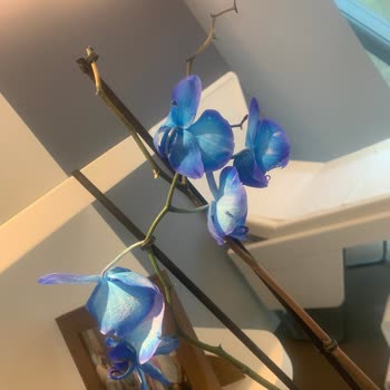 Çiçek Sepeti Görseline Uygun Olmayan Ve Zamanında Teslim Edilmeyen Çiçek