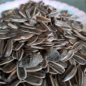 Özdanacı Kuruyemiş Çekirdek İçinden Çıkan Garip Kokulu Şey