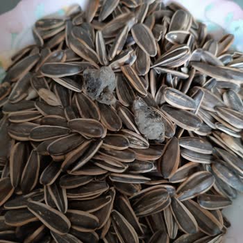 Özdanacı Kuruyemiş Çekirdek İçinden Çıkan Garip Kokulu Şey