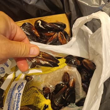 Metro Grossmarket Balık Reyonu Bayat Midyeler