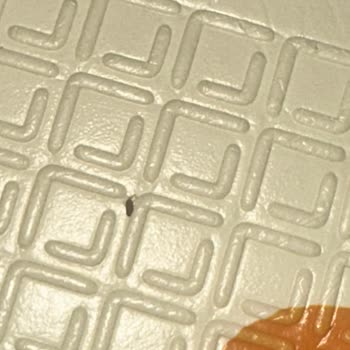 Migros Siparişlerinden Gelen Böcekler!