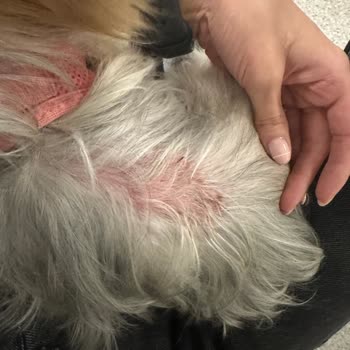 Vtm Veteriner Kliniği Sorumsuz, Tecrübesiz Hekim