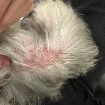 Vtm Veteriner Kliniği Sorumsuz, Tecrübesiz Hekim