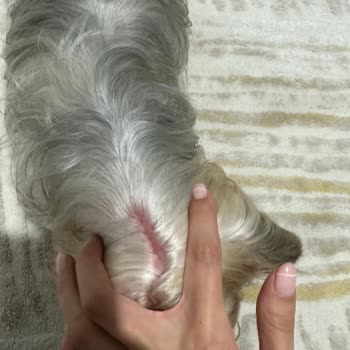 Vtm Veteriner Kliniği Sorumsuz, Tecrübesiz Hekim