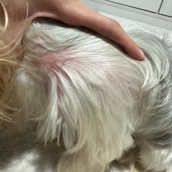 Vtm Veteriner Kliniği Sorumsuz, Tecrübesiz Hekim