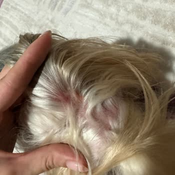 Vtm Veteriner Kliniği Sorumsuz, Tecrübesiz Hekim