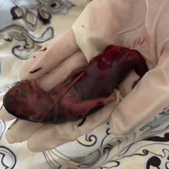 Vtm Veteriner Kliniği Sorumsuz, Tecrübesiz Hekim