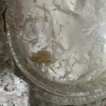 Sam Künefe Küf Çıkması A-101