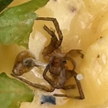 Big Baker Hamburgerden Örümcek Çıktı