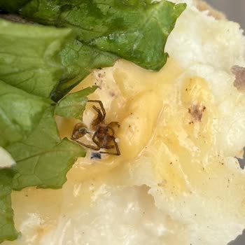 Big Baker Hamburgerden Örümcek Çıktı