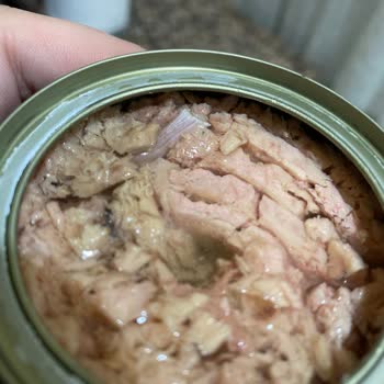 Dardanel Kemik Çıkan Ton Balığı