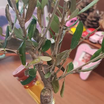 ÇiçekSepeti Çiçek Sepetinden Alınan Canlı Ağaç 10 Günde Kurudu