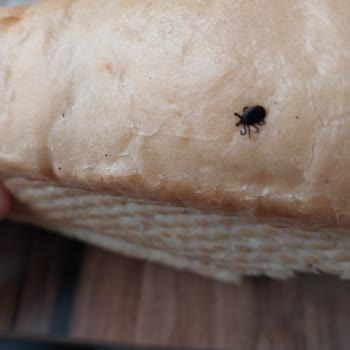 Şok Marketler Ekmek De Böcek Çıkması