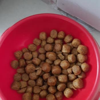 Dr. Sacchi Kedi Maması Şikayeti