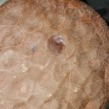 Ülker Bozulmuş Ürün Satıyorlar