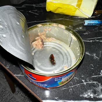 Wawa Ton Balığından Böcek Çıktı!