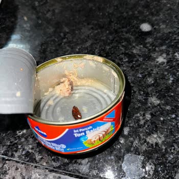 Wawa Ton Balığından Böcek Çıktı!