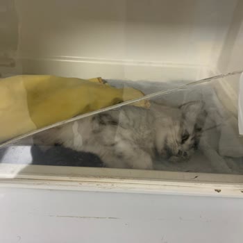 Deniz Veteriner Kliniği (Büyükçekmece) Veteriner Kliniğinin Hizmetlerinden Dolayı Memnuniyetsizlik