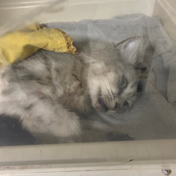 Deniz Veteriner Kliniği (Büyükçekmece) Veteriner Kliniğinin Hizmetlerinden Dolayı Memnuniyetsizlik