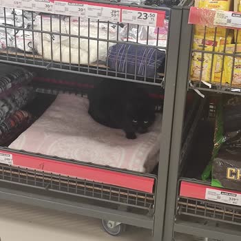 Kedi A101 Barınak Haline Geldi Çalışanlarınız İlgilenmiyor