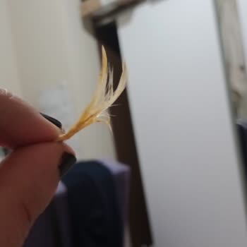 Öncü Döner Yeni Bağlar Öncü Dönerde Tavuk Tüyü Çıktı