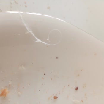 Doğruluk Ezine Peyniri Yerken İçinden Plastik Gibi Naylon Gibi Bir Madde Çıktı