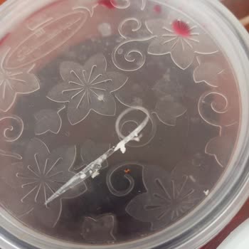 Doğruluk Ezine Peyniri Yerken İçinden Plastik Gibi Naylon Gibi Bir Madde Çıktı