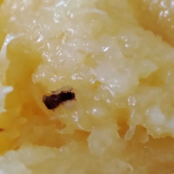 BİM Ürününde Böcek Çıktı Ve Konuyla İlgilenmediler