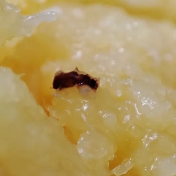 Peysan Ürününün İçinden Çıkan Böcek