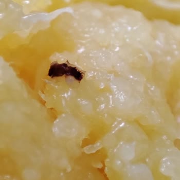 Peysan Ürününün İçinden Çıkan Böcek