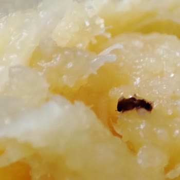 Peysan Ürününün İçinden Çıkan Böcek