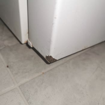 Siemens Buzdolabı Paslanması