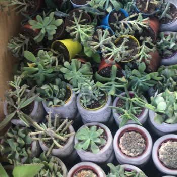 Sevimli Beton Nişan Töreni Mağduriyeti